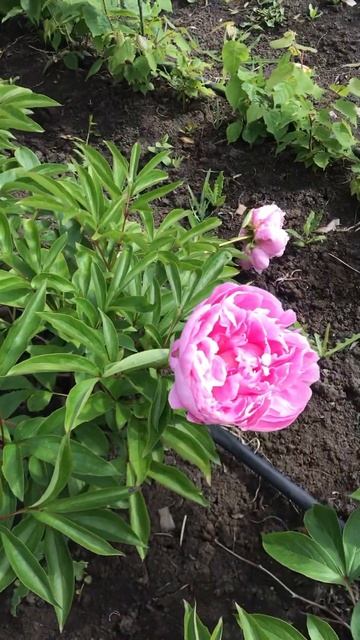 Пион Александр Флеминг начало цветения #питомникраст? смотреть онлайн