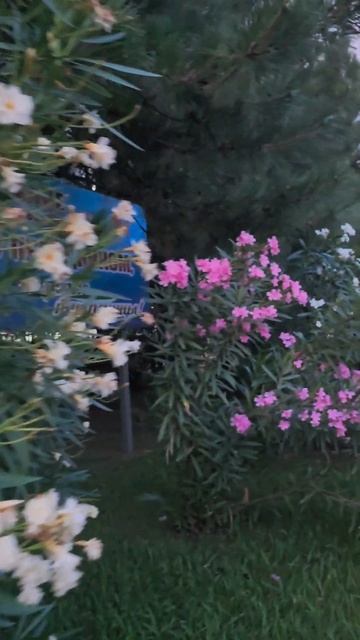 🌺🌺🌺 Олнандры в сумерках ‼️🌺🌺🌺 #цветы #олеандры смотреть онлайн