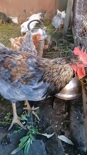 Золотая курочка