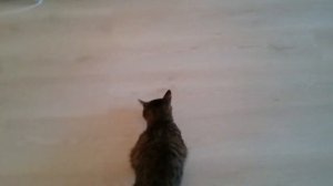 Собака какает - Кот закапывает