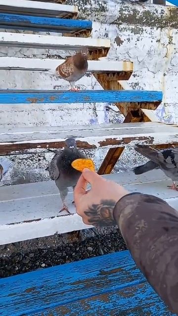 голуби едят чипсы 😄 #голуби #адлер #сочи #чипсв #море смотреть онлайн