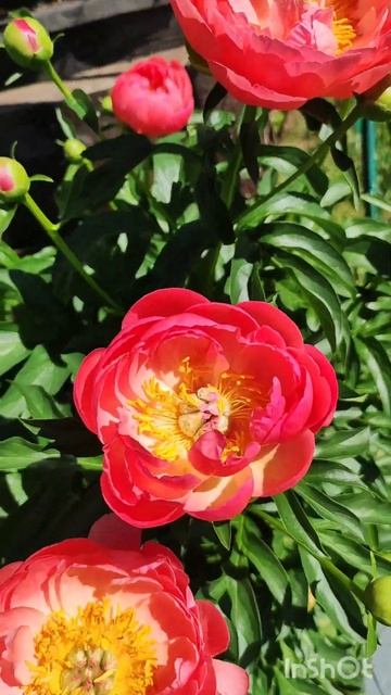 Цветение пиона Coral Sunset смотреть онлайн