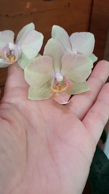 ФАЛЕНОПСИС ЛЕГАТО (LEGATO) смотреть онлайн