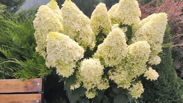 ГОРТЕНЗИЯ СКАЙФОЛЛ В МОЕМ САДУ | 5 гортензий Скайфолл: ? смотреть онлайн