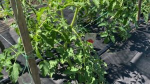 Семена томатов Малиновое виконте. От семян до урожая.