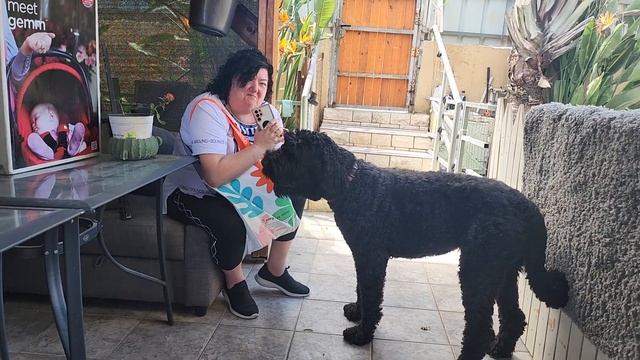 У нас есть собака баскервиль. смотреть онлайн