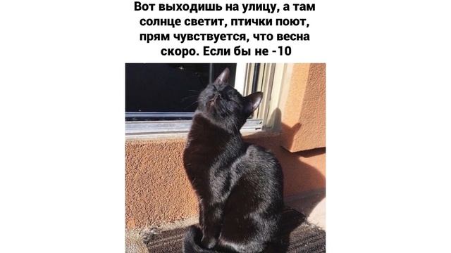 Приколы с котами. КОШАЧЬИ ПУЗЯКИ | Мемозг #185 смотреть онлайн