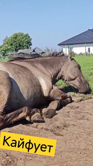 Конь кайфует смотреть онлайн