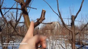 Сроки зимней обрезки плодовых деревьев