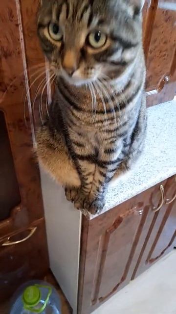 Надо много кушать, надо много спать... смотреть онлайн