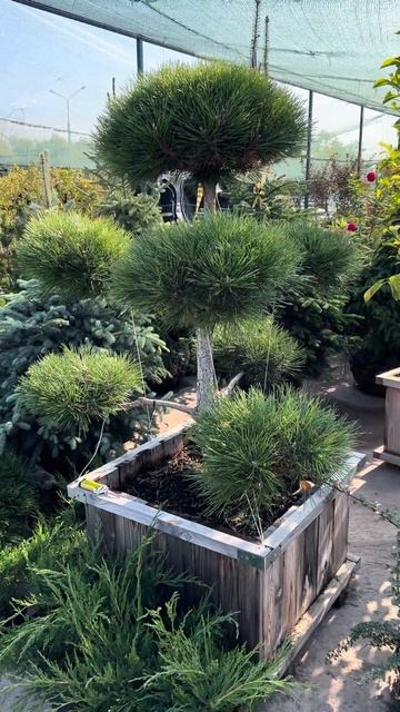 Купить Ниваки Бонсай крупномеры #ландшафтныйдизайн #ц смотреть онлайн