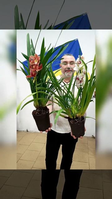 Королевские Орхидеи Цимбидиум микс! Цена 650 гривен! Бр? смотреть онлайн
