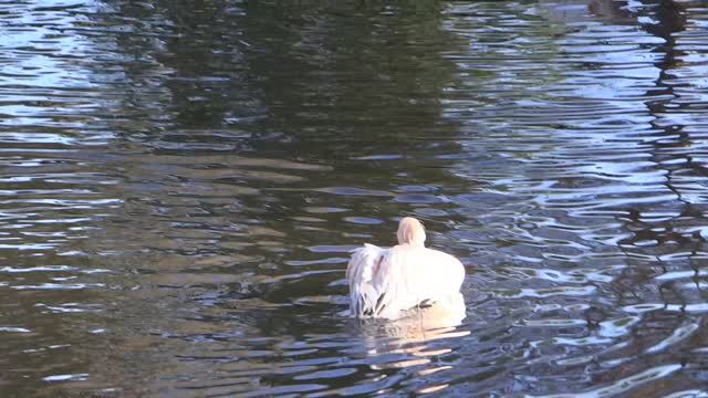 Пеликаны в Пензенском зоопарке, 15 октября 2013 г.