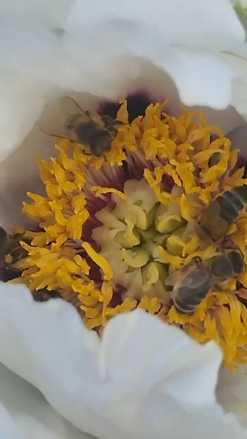 Зацвёл древовидный пион #пчелы #пасека #весна смотреть онлайн