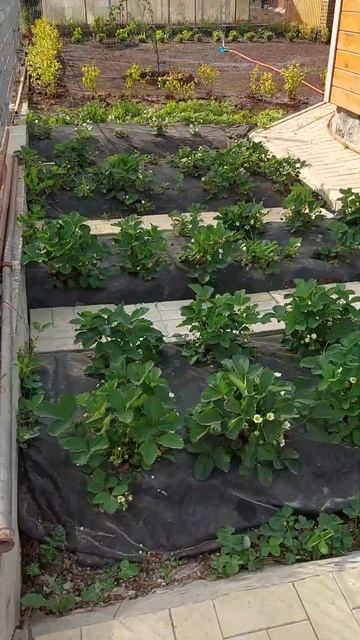 Сад на небольшом участке ч.2 Новосибирск смотреть онлайн