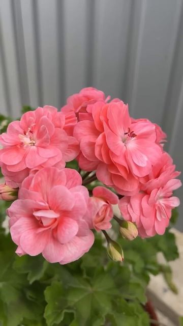 Изящная пеларгония Petrei Bella, невероятно красивая и очен смотреть онлайн