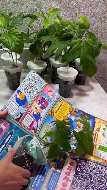 Зимой привитые сортовые гибискусы отправляю транспор смотреть онлайн