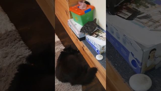 черепашка "Боня" и её друг 🐱))) #черепаха #черепаха #черепаха #котик #прикол смотреть онлайн