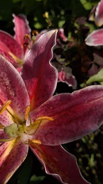 Восточная лилия Старгейзер (Lilium Stargazer), Звездочет 1974 г. смотреть онлайн