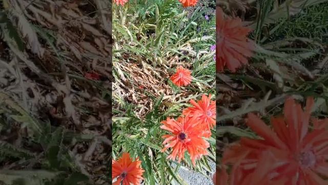 расцвели ирисы и пион смотреть онлайн