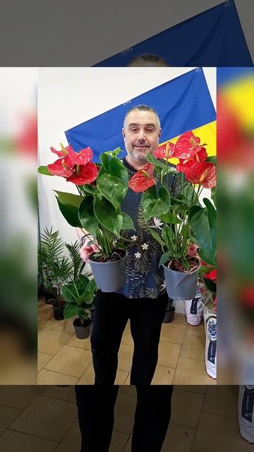 Антуриум Андрэ Исудо! Цена 385 гривен! Бронь в вайбер 0996 смотреть онлайн