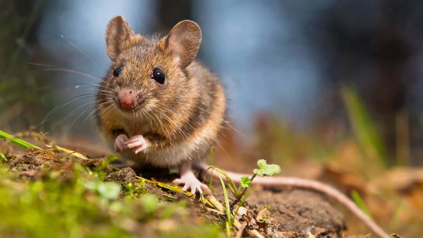 Грызуны: Про Крыс, Ондатру, Леммингов, Хомяков, Бобров, Сурков, Бурундуков и Белок смотреть онлайн