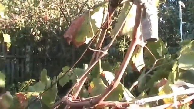 Наш виноград на беседке 17 сентября смотреть онлайн