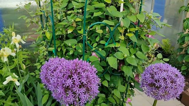 Клематисы Либерти (Liberty) и Пикоти (Picotee) - начало цветени