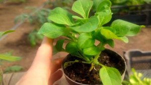 Прищипывание ПЕТУНИИ. Когда и Как ПРИЩИПЫВАТЬ Петунию