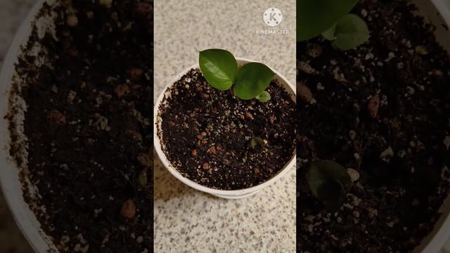 Замиокулькасы- новые листики! Мой успешный успех 😊 #pla смотреть онлайн