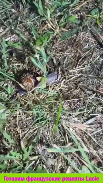 #shorts Французский муж сказал есть это 🔥🔥🔥 смотреть онлайн