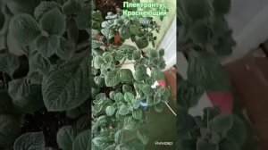 Плектрантус Краснеющий ❤️ Готовые вазоны к лету 🌞#п?