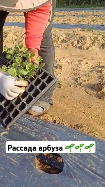 Рассада арбуза 🌱🌱🌱 смотреть онлайн