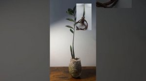 Замиокулькас БЕЗ КЛУБНЯ.