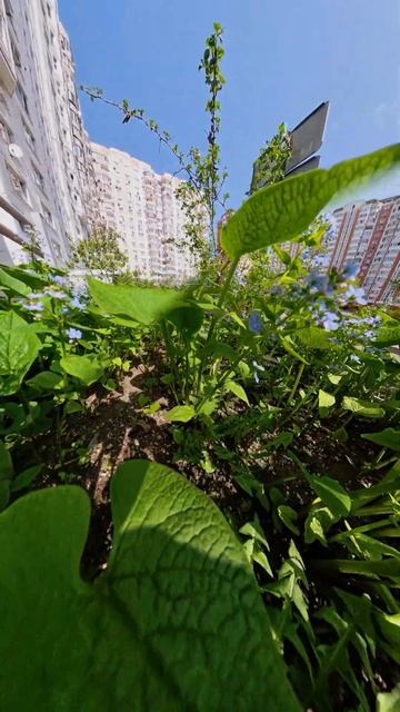 Незабудки нашего двора смотреть онлайн