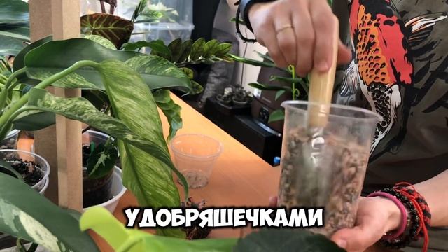 Пересадка кактуса астрофитум Оранж смотреть онлайн