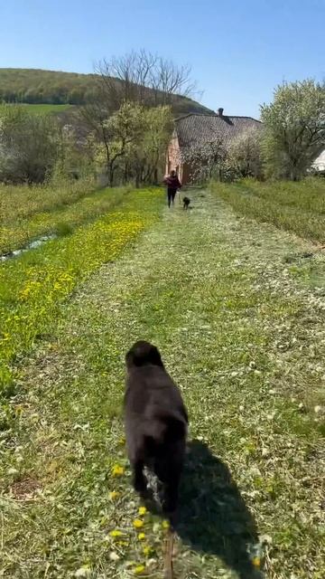 Гармонія та песики #собачки #кульбаби смотреть онлайн