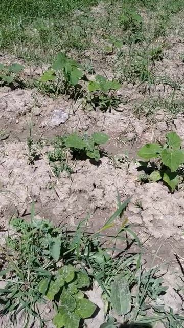 Павловния 9501. 20.05.2019.Питомник редких деревьев. смотреть онлайн