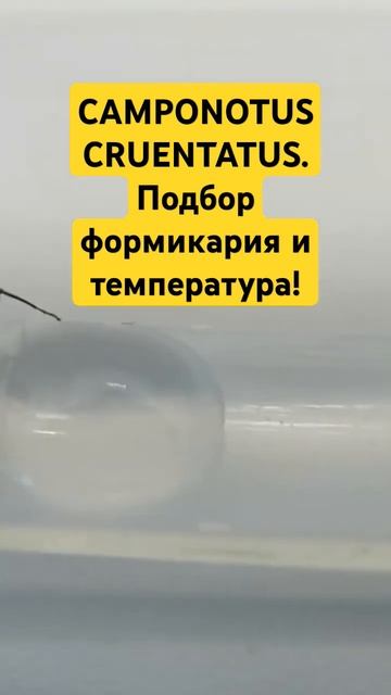 CAMPONOTUS CRUENTATUS // формикарий и температура. #топ #формикар смотреть онлайн