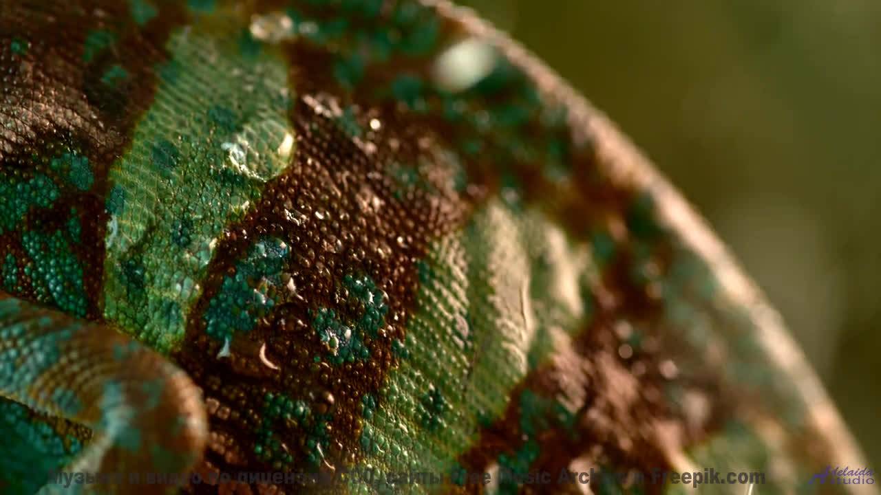 Эта композиция взломала хит-парады - алгоритмы против человечества! - Get Evil -- HoliznaCC0 -- Orph