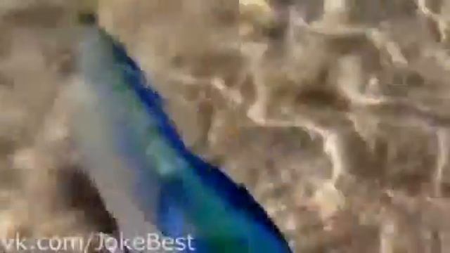 Смотри прикол! 1 Смешной подарок смотреть онлайн