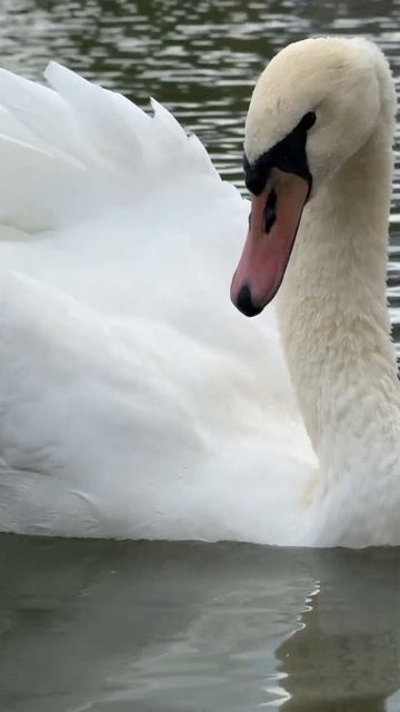 Безумно красивая лебёдушка Лилия 🦢🥰💝 смотреть онлайн
