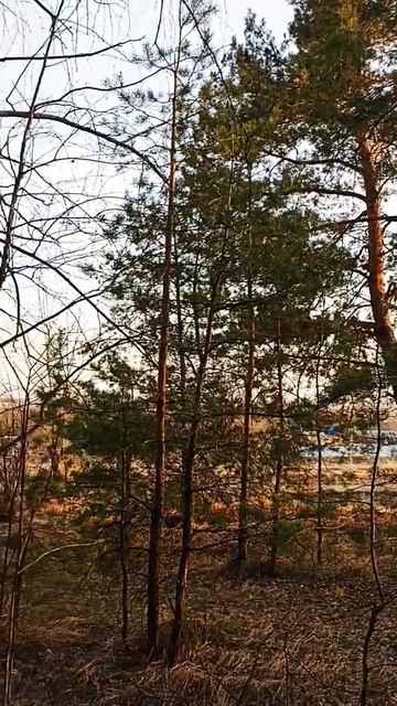 Белая березонька. #рекомендации #деревня #природа #род? смотреть онлайн