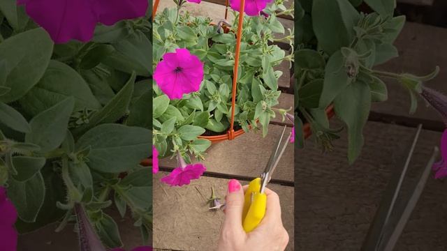 Как правильно удалять увядшие цветы петунии #рассада # смотреть онлайн