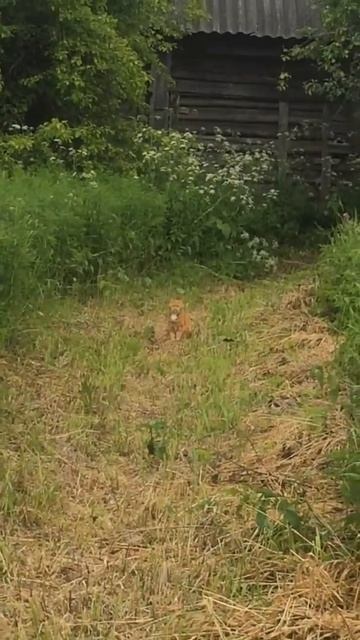 Кот Мотя и семья идут топить баню в деревне смотреть онлайн