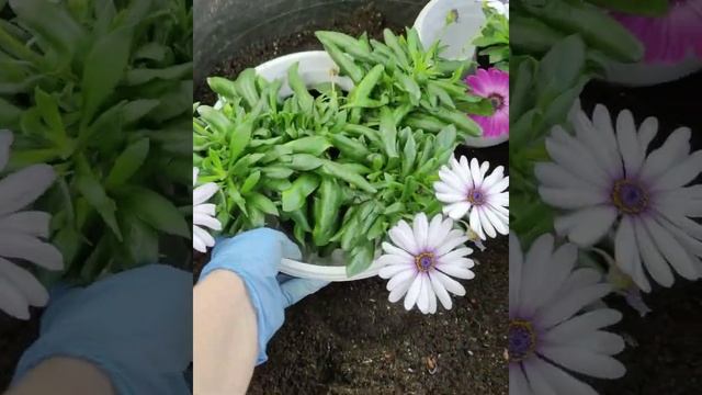 Остеоспермум, пересадка, грунт, черенкование.