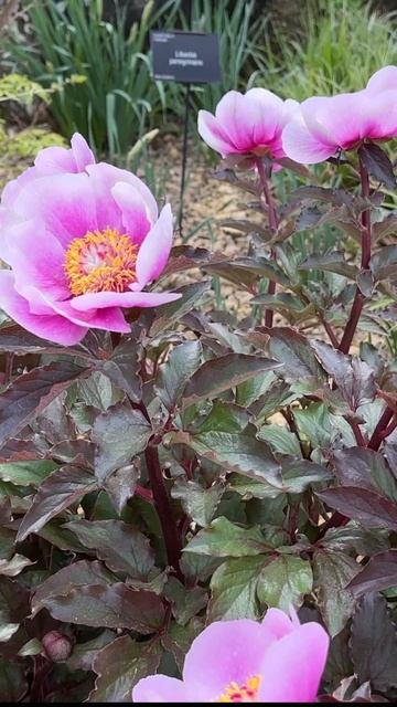 Удивительно – 20 апреля цветут пионы#англия #цветы#анг? смотреть онлайн