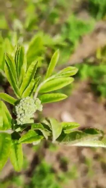 Растения обманулись ранним теплом распустили листья смотреть онлайн