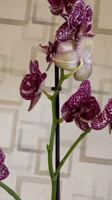 Орхідея Дикий кіт🌸🌱💚 смотреть онлайн