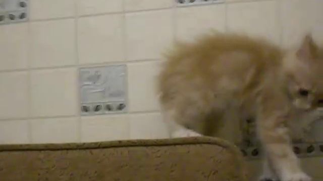 КотенокГав - Василёк смотреть онлайн